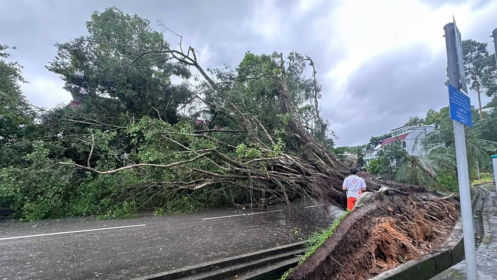 全港240宗塌樹 14男女風暴期間受傷