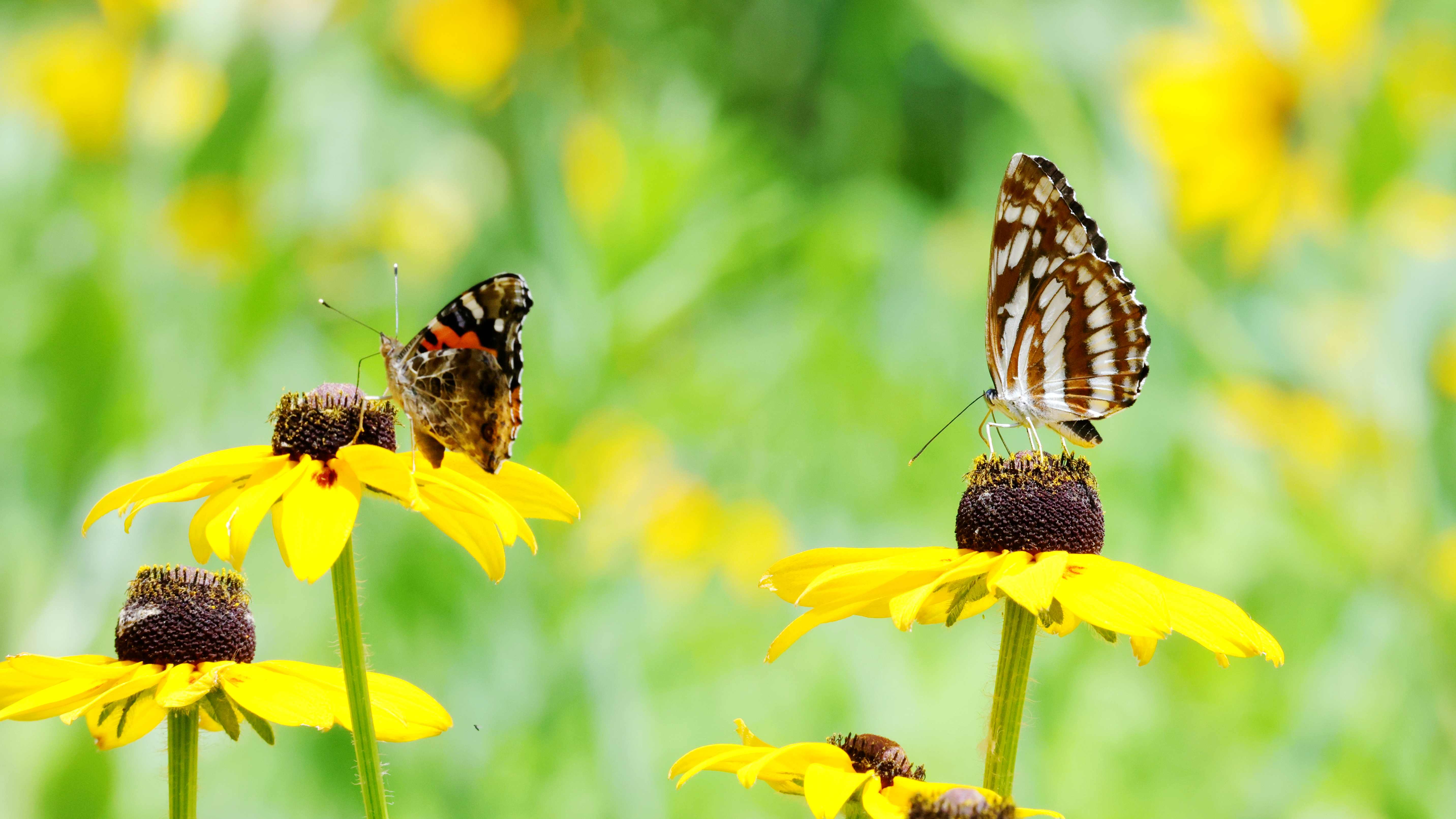 哇塞！綏化稻田公園七月美成畫 荷香稻浪等你打卡