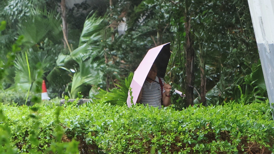 韋帕襲港｜政府收471宗塌樹報告 26人風暴期間受傷