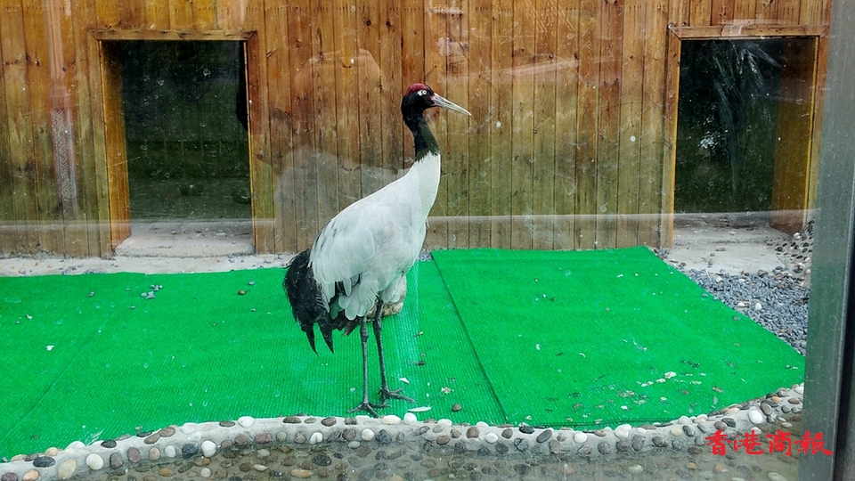 野生動物的「生命方舟」：祁連山國家公園野生動物救護站