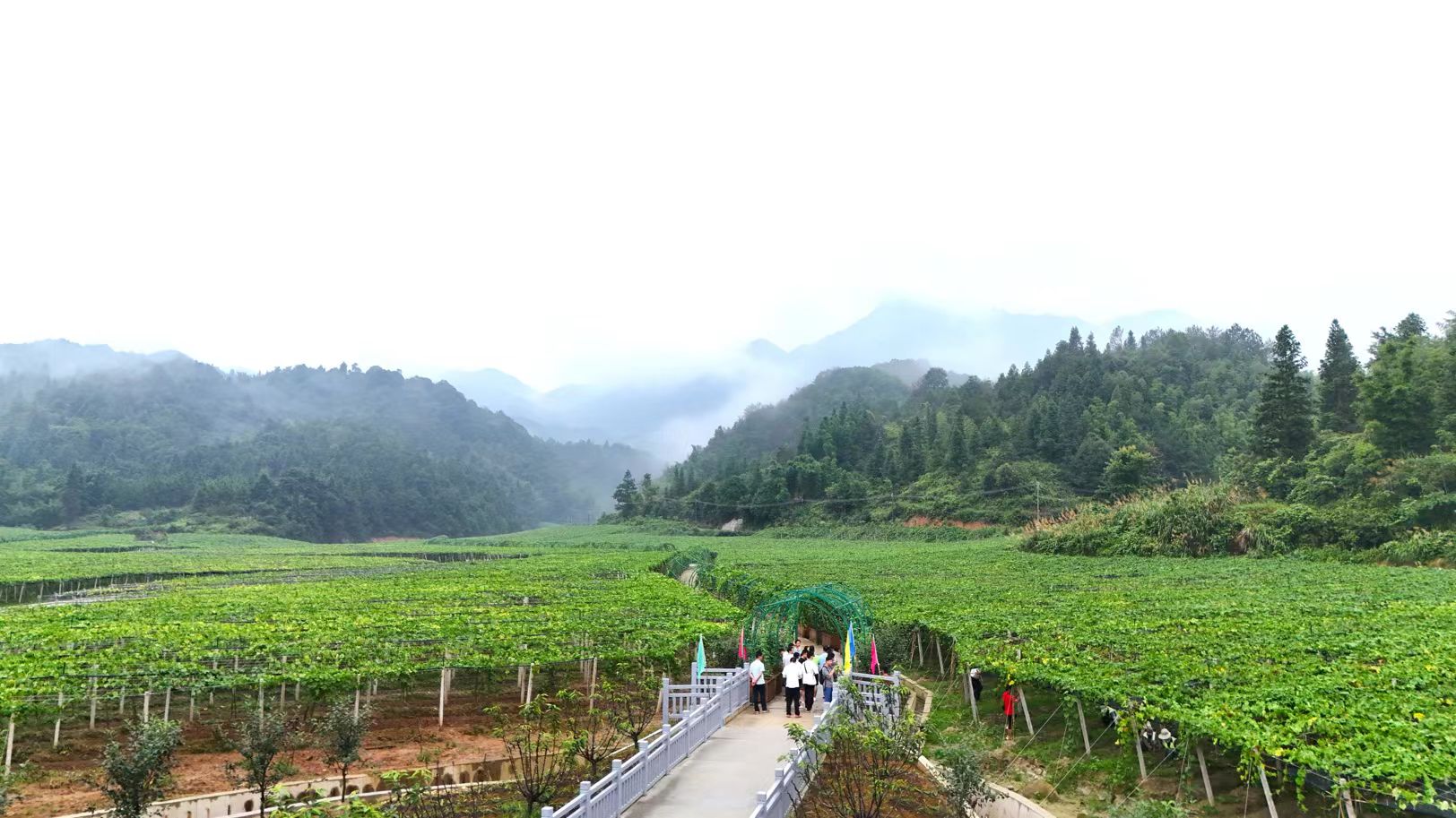 廣東新豐：手機變農具！「網絡推薦官」探村「曬」豐收