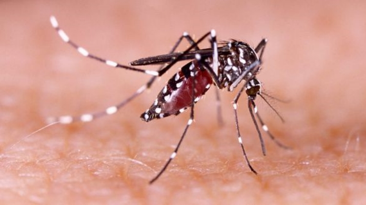 廣東佛山四區基孔肯尼亞熱確診2658例