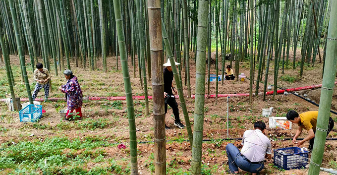 皖歙縣開投集團：竹蓀撐開「致富傘」 聯農共繪和美卷