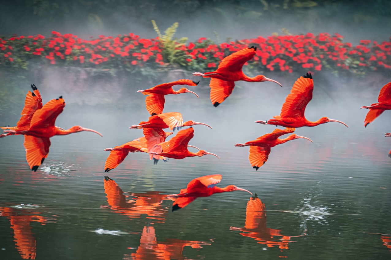 開啟「神奇之旅」 長隆飛鳥濕地精靈節盛夏啟幕