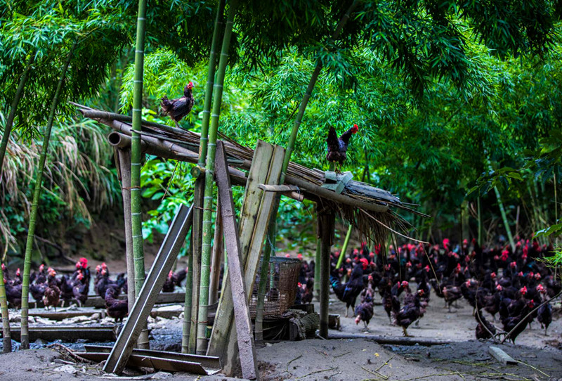 皖黟縣：「林下+N」立體式發展 助力「綠富」雙贏