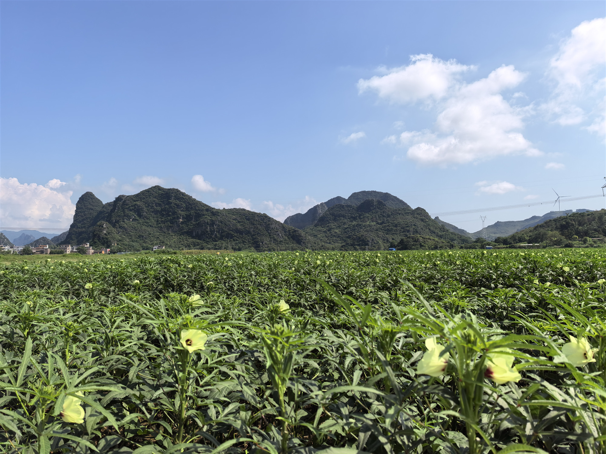記者走進桂賀州供港蔬菜基地 溯源生態之地產好菜