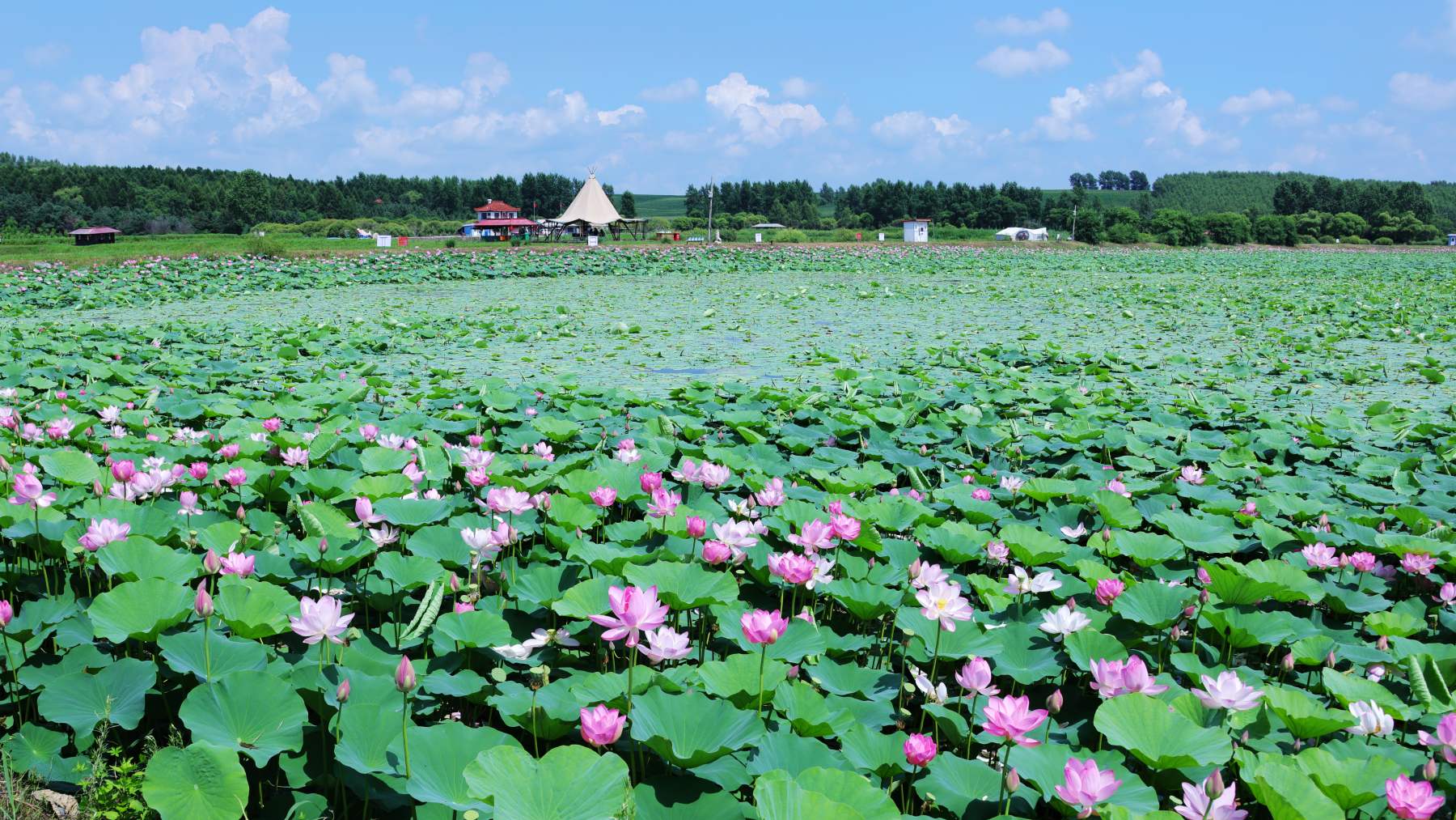黑龍江綏化金龜山莊20萬平荷花盛放 特色活動引客來