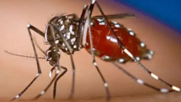 過去7日內 廣東省新增2940例基孔肯尼亞熱病例