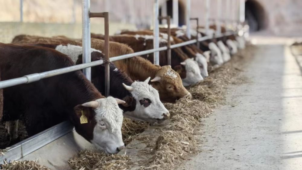山西介休：「牛產業」為鄉村振興注入「牛動力」