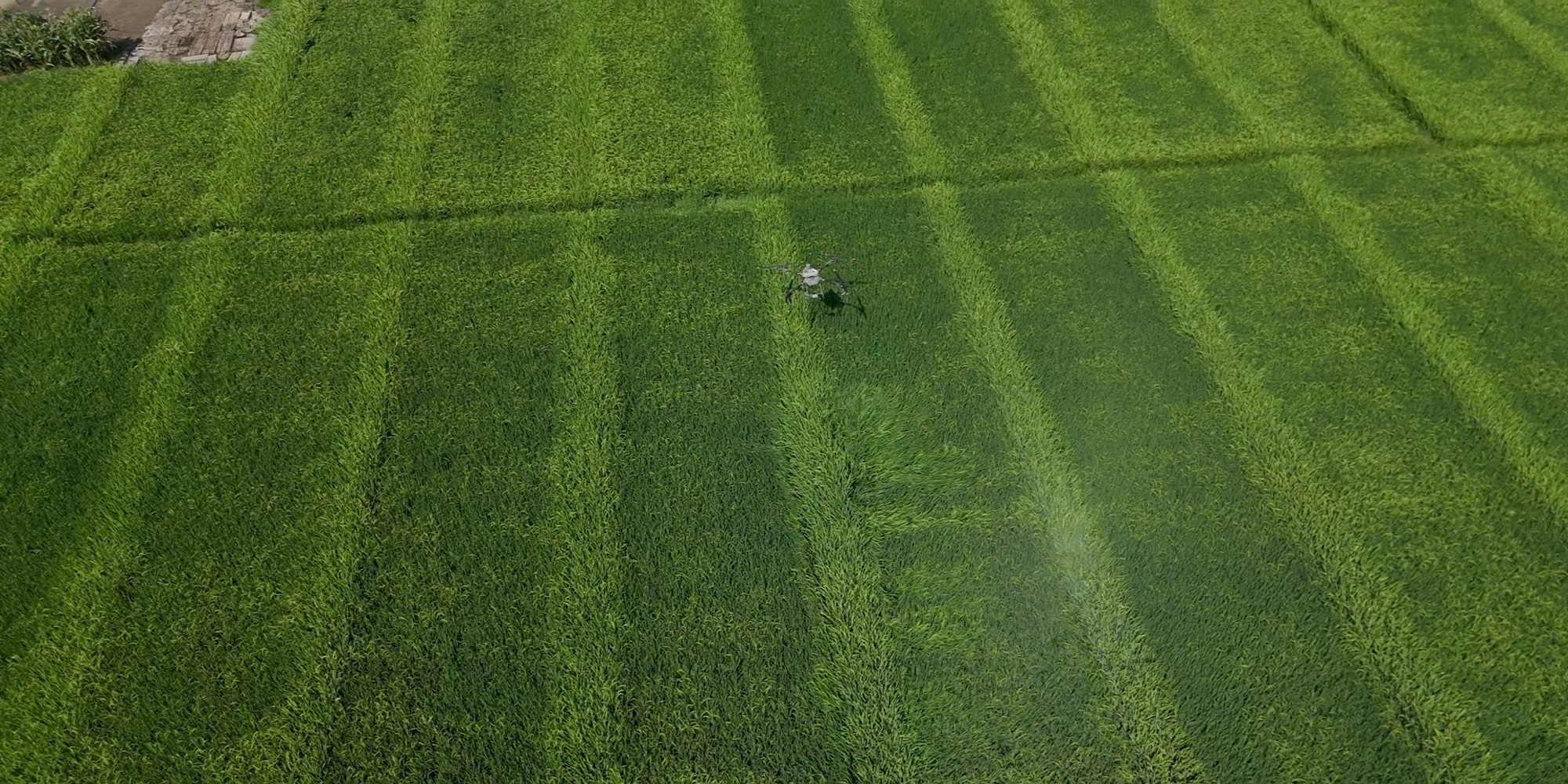種業技術革新 四川梓潼水稻制種科技實踐引發國際關注