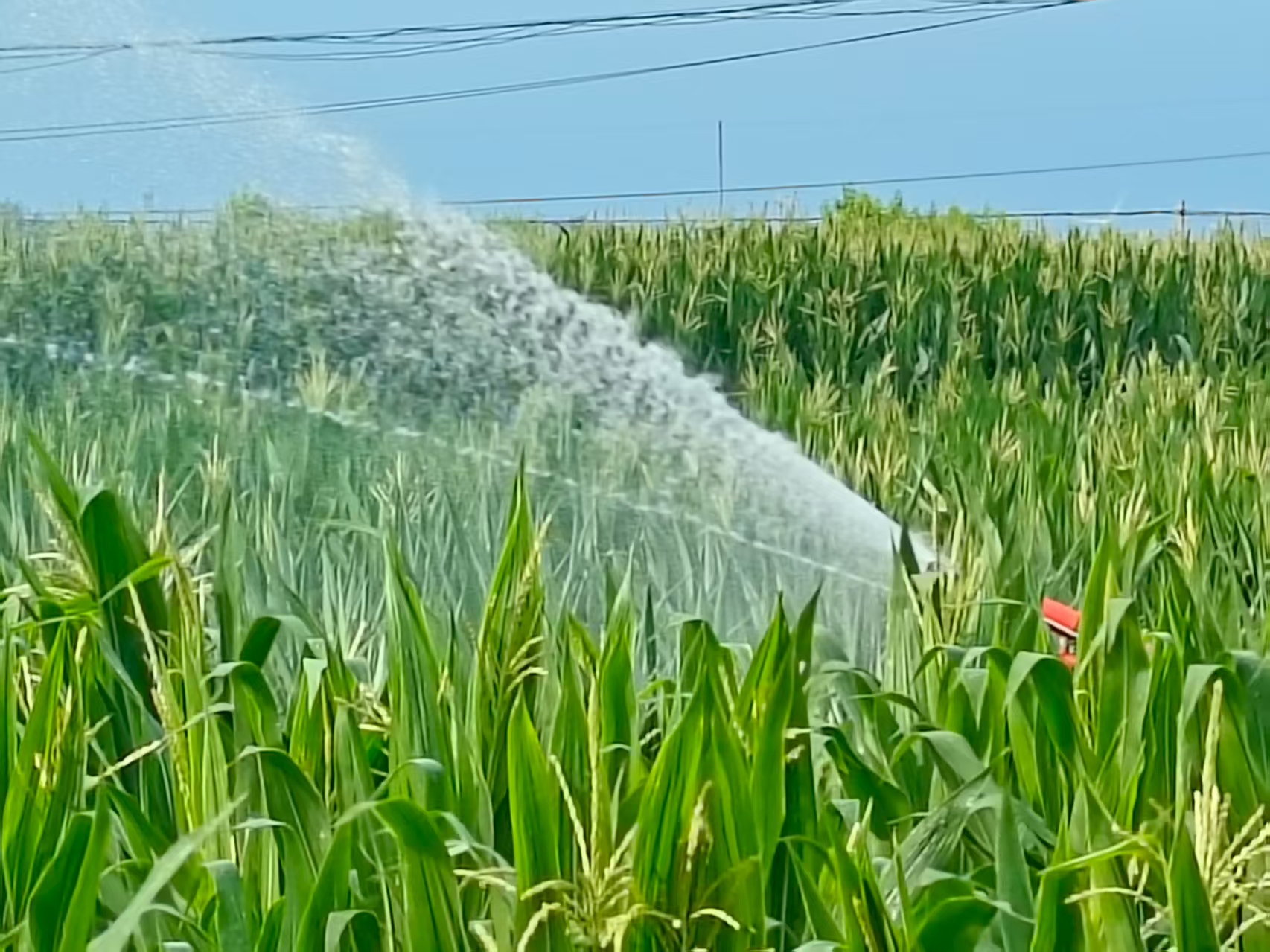 科技特派員巡田記：在滾燙熱浪中守護豐收希望