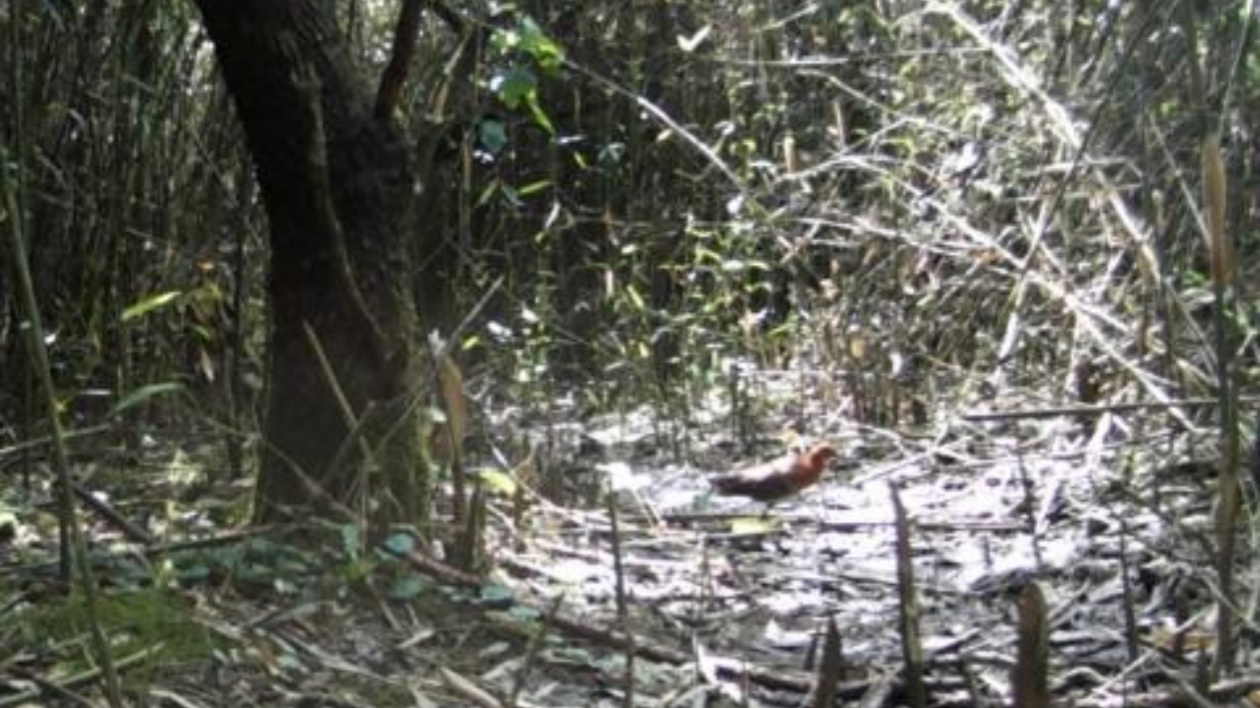 鳥類記錄再添新成員  皖黟縣首次發現白喉斑秧雞