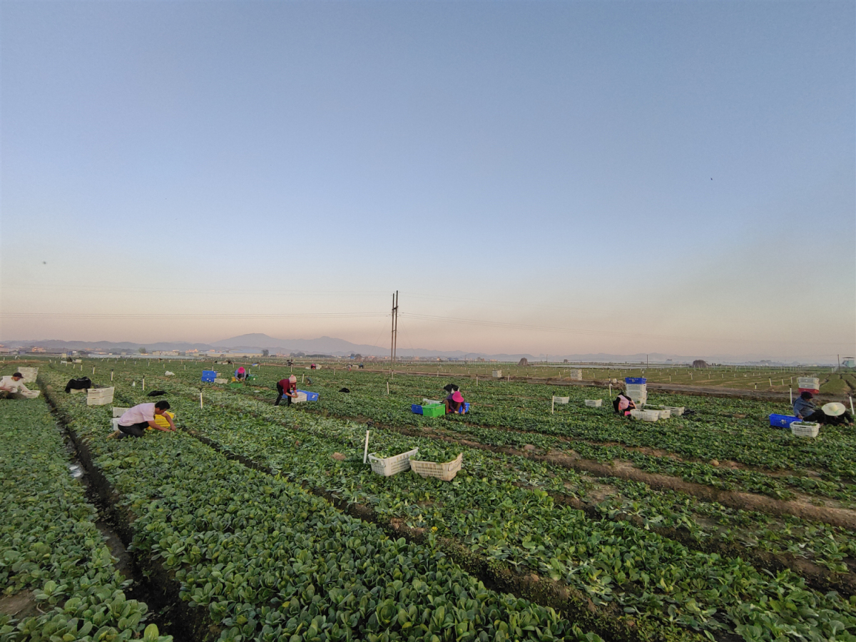 上半年GDP增7.2%  廣西賀州融入大灣區撬動經濟新版圖