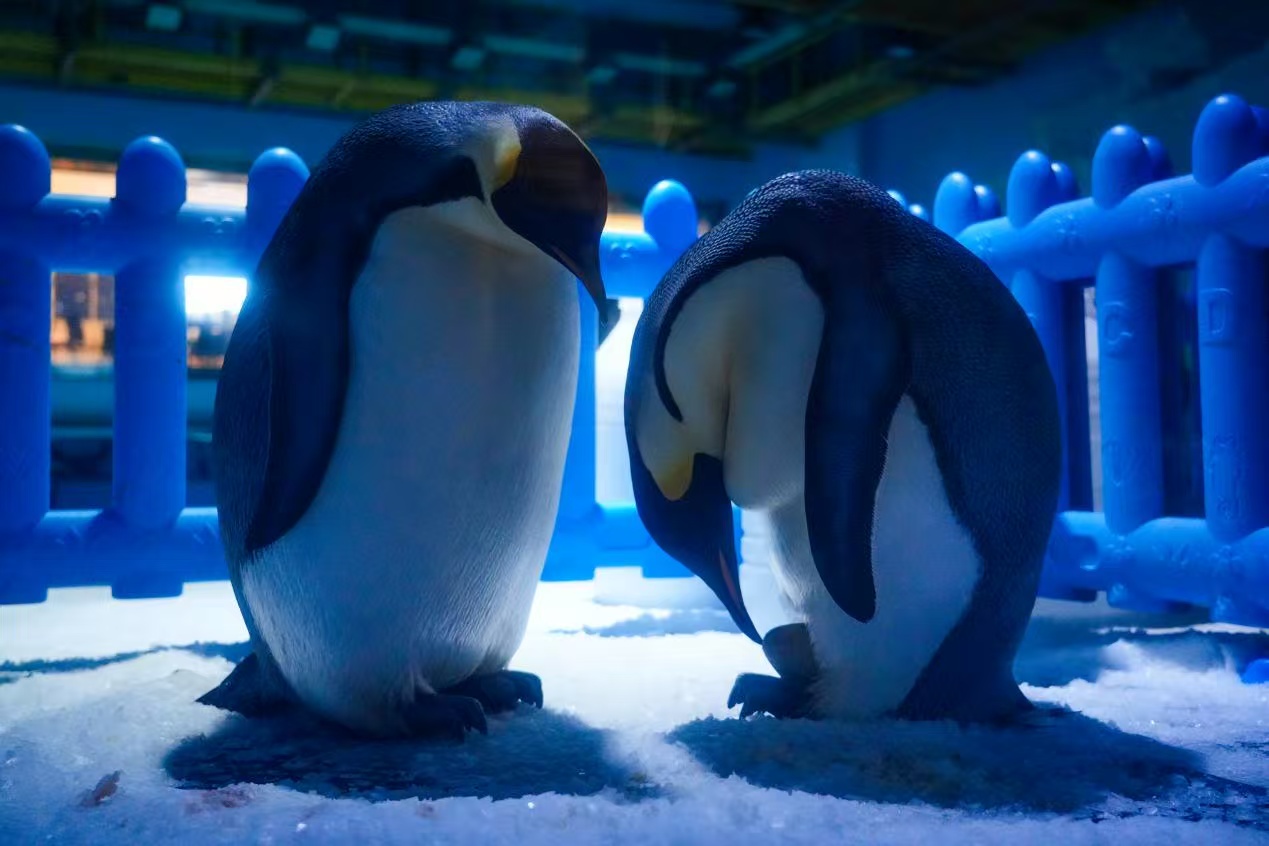 帝企鵝建軍節產蛋迎新生！鄭州海昌進入萌寶「蛋」生倒計時