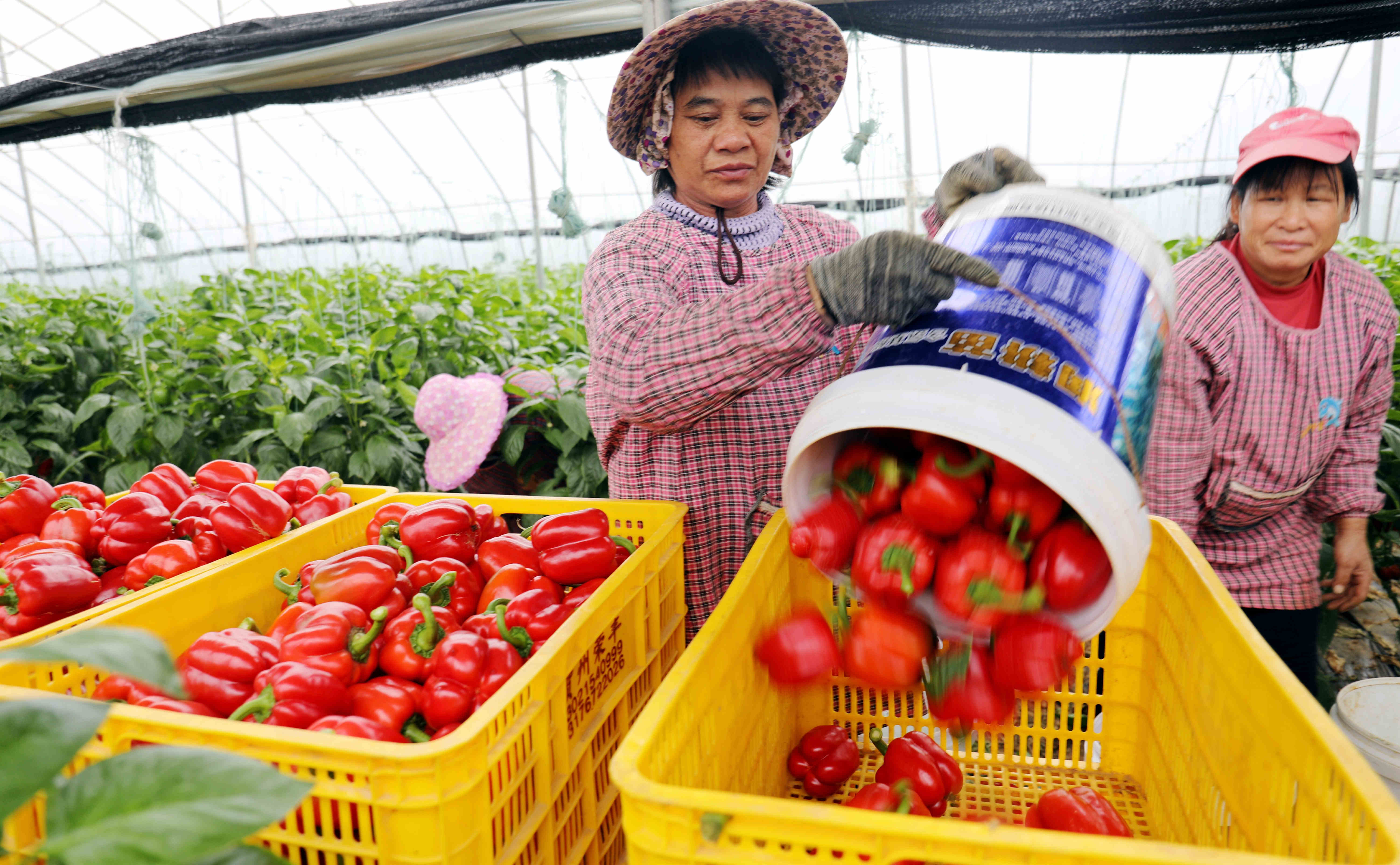 桂賀州平桂區辣椒豐收  年產值達2.5億