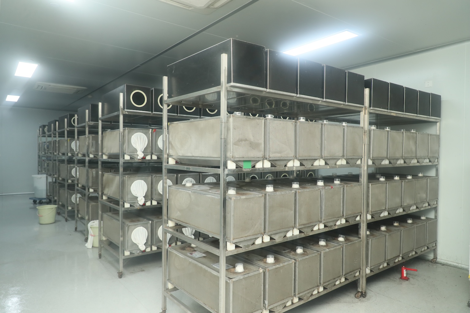 周產500萬「絕育雄蚊」 廣州黃埔「蚊子工廠」構築基孔肯雅熱科技防線