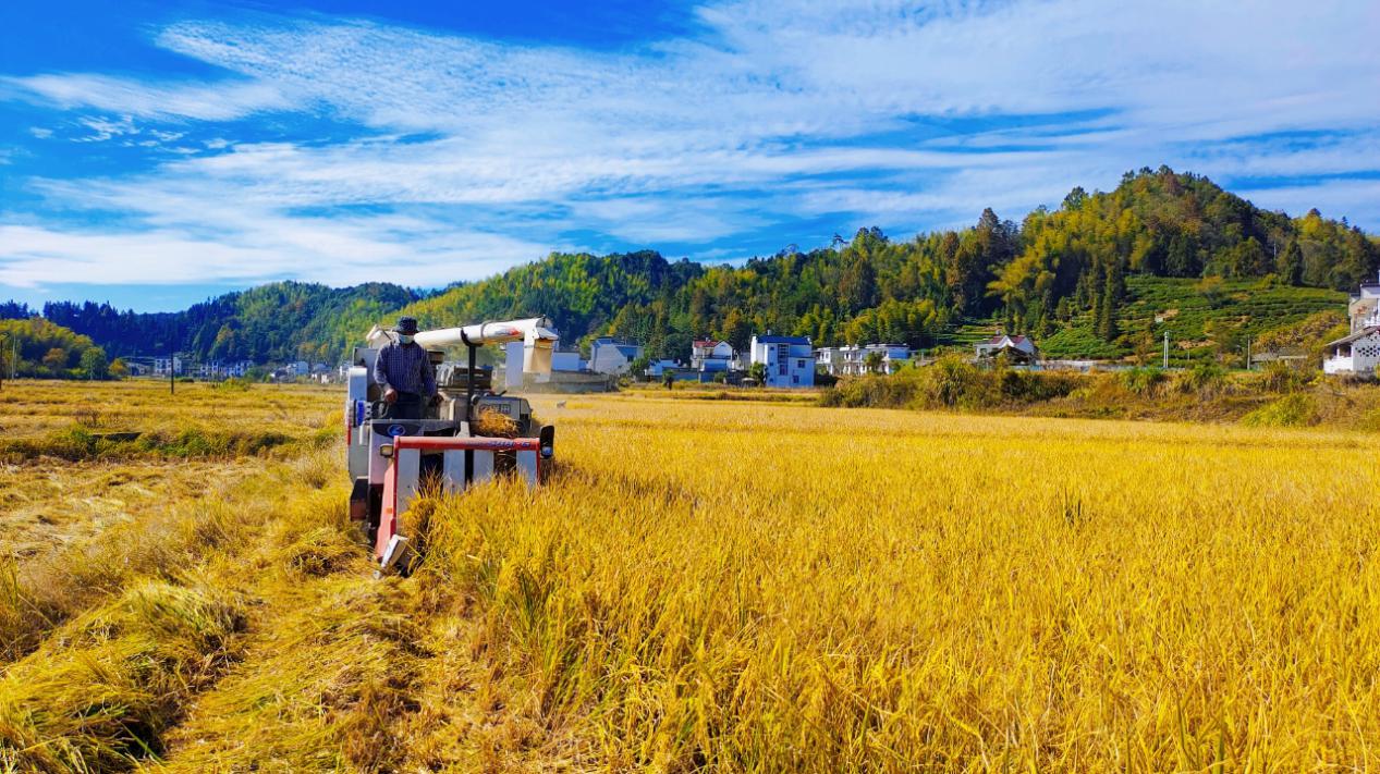 皖黟縣漁亭鎮：黨組織聯建共建奏響「共富強音」