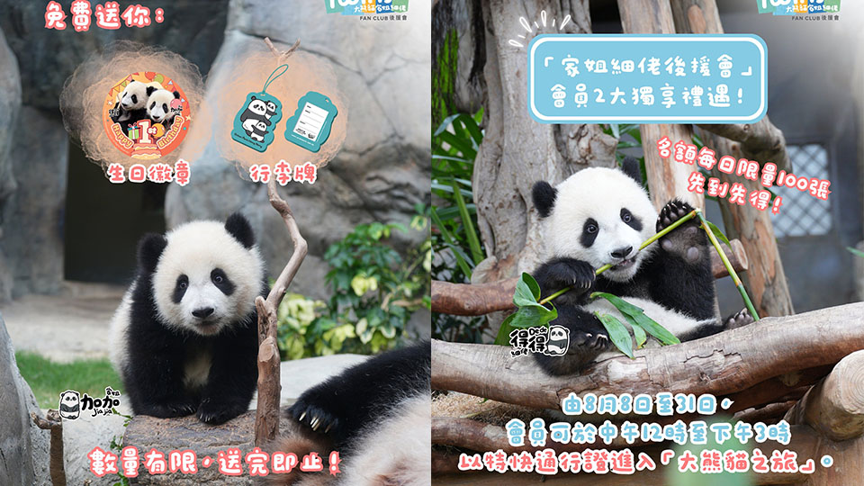海洋公園「家姐細佬後援會」新推兩「福利」 慶祝大熊貓龍鳳胎一歲生日
