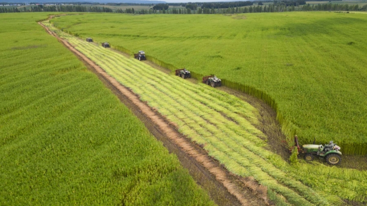 龍江森工綏棱林業局有限公司：打造新的經濟增長極 譜寫高質量發展新篇章