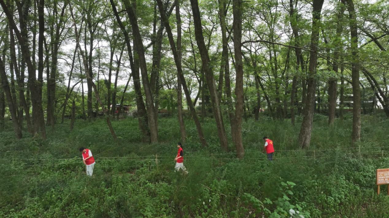 創新西溪南濕地保護機制  皖徽州區千畝楓楊林再度「休年假」 