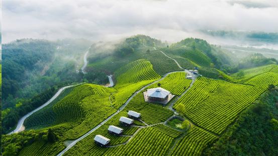 讓地域品牌走向世界 「皖美徽茶縣長說」系列活動即將開啟