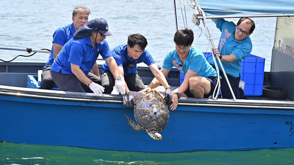 去年7月於長洲南氹灣獲救玳瑁今日重回大海