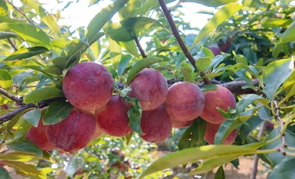 【視聽山東】東棗林李子香