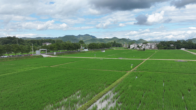 【港商觀察】創新模式科學運營  皖屯溪屯光鎮破解農田撂荒難題