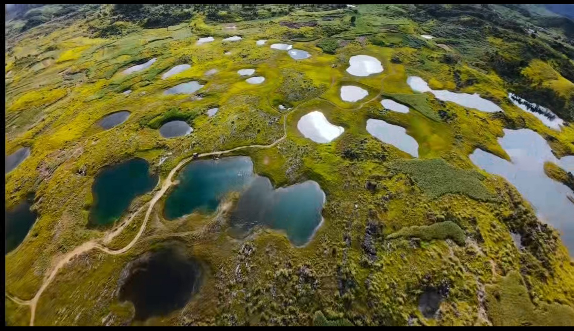 硯山「千眼泉」內首次發現桃花水母