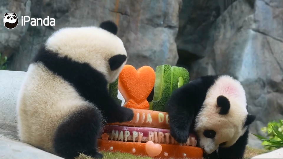 大熊貓龍鳳胎1歲生日 羅淑佩：一連串慶祝活動與世界各地朋友共享喜悅