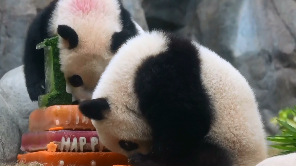 有片｜「加加」「得得」1歲了，海洋公園舉行盛大生日派對