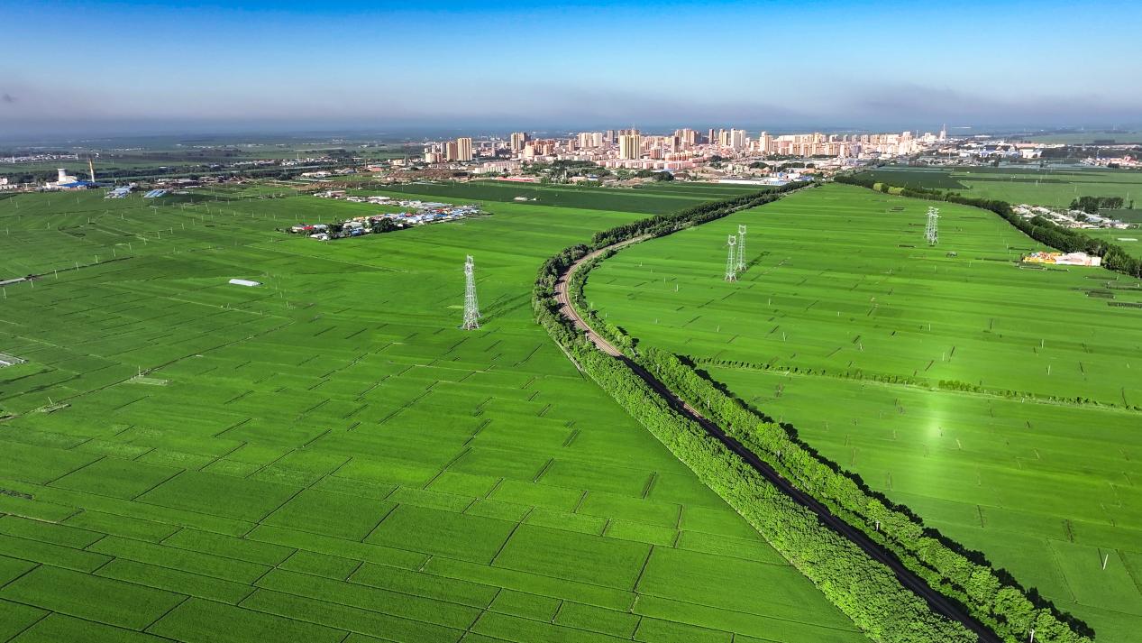 黑龍江慶安：米韻芬芳沁心脾 生態保護結碩果