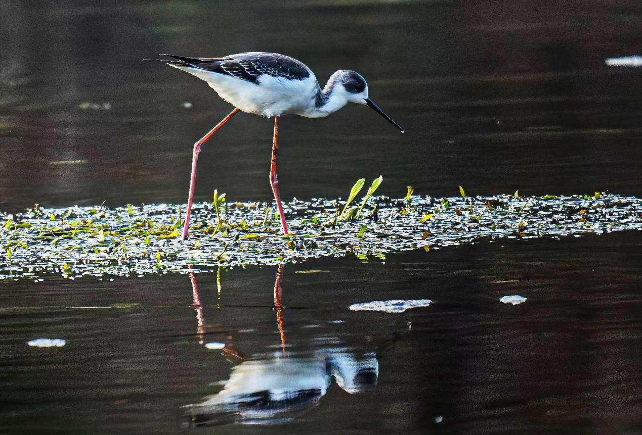 皖祁門縣：拍攝鳥類百態 盡展最美生態