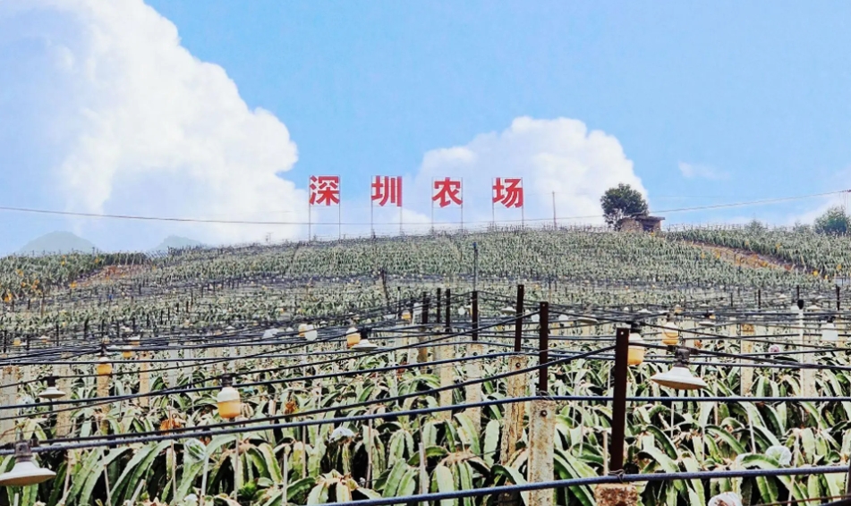 深圳跑出超千億農企，龍頭數量全國霸榜