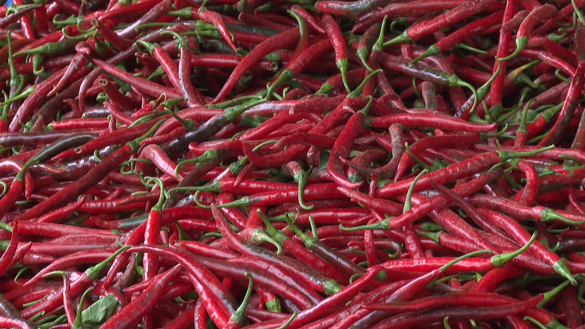 四川梓潼：政府助力红海椒产业火了