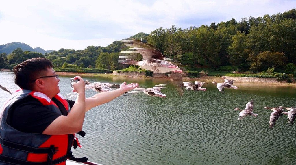 有片|皖歙縣：「雁遇新安江」  遨遊山水畫廊