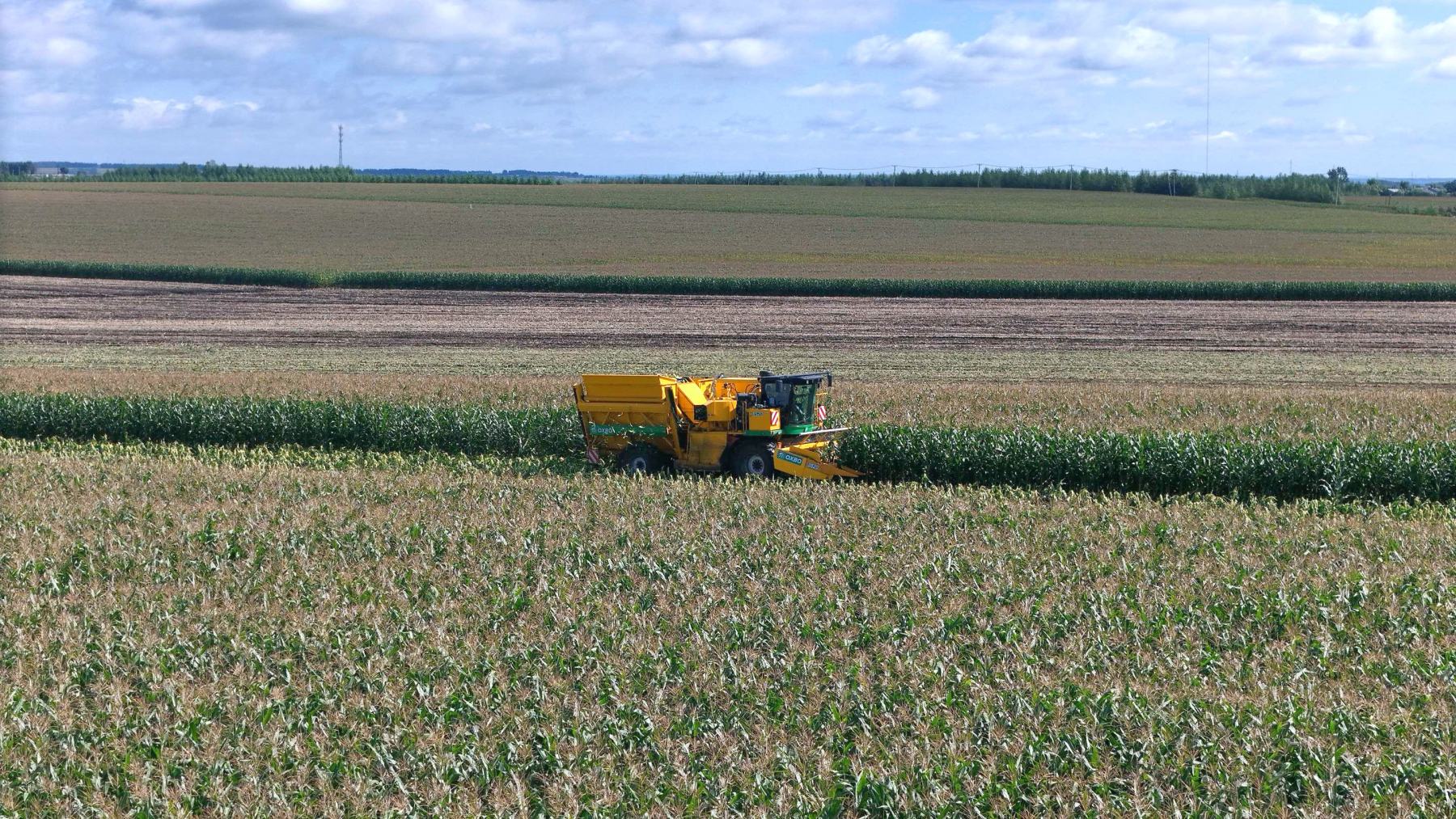 黑龍江海倫市鮮食玉米產業實現全鏈躍升 寒地黑土孕育「黃金名片」