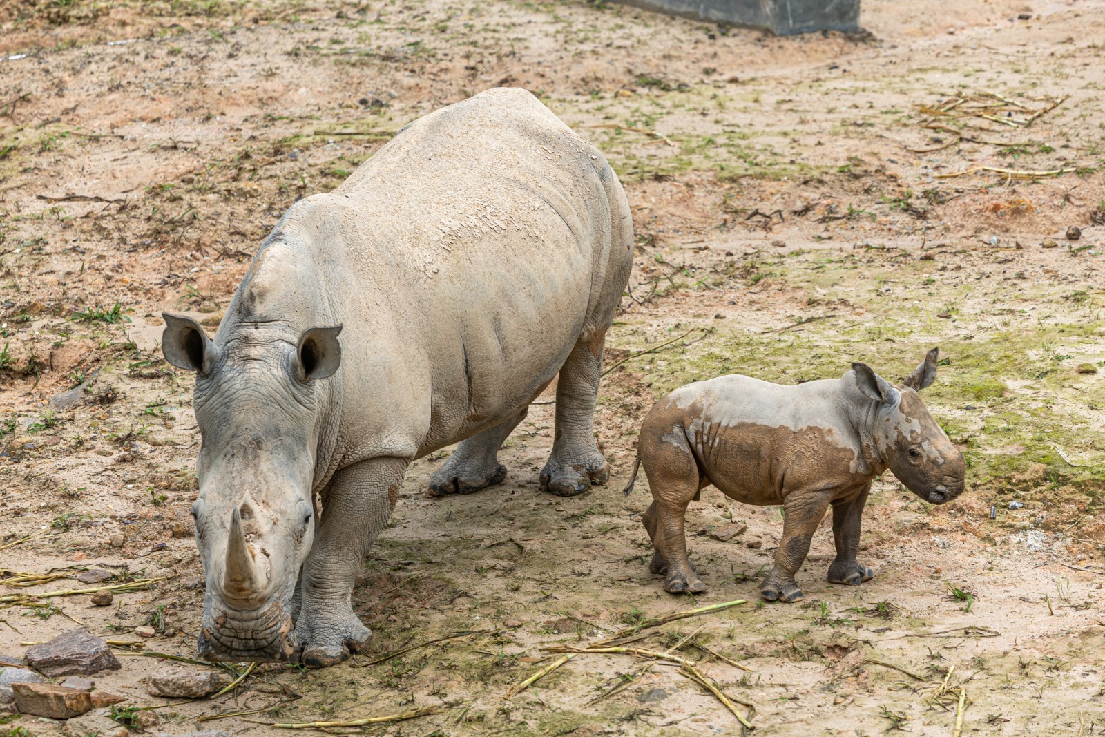 珍稀動物保育繁殖再出佳績清遠長隆兩頭「巨無霸」白犀牛寶寶滿月