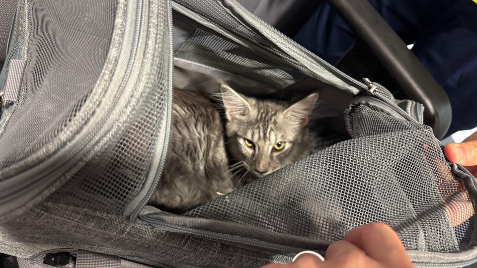 海關港珠澳大橋香港口岸檢獲2隻非法進口幼貓 拘捕2人