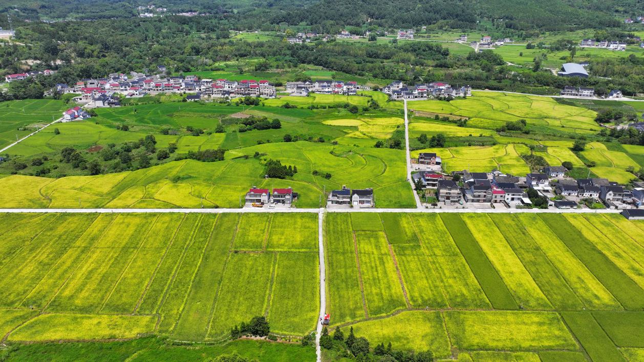 皖祁門縣：再生稻香滿田疇  豐產增收有底氣