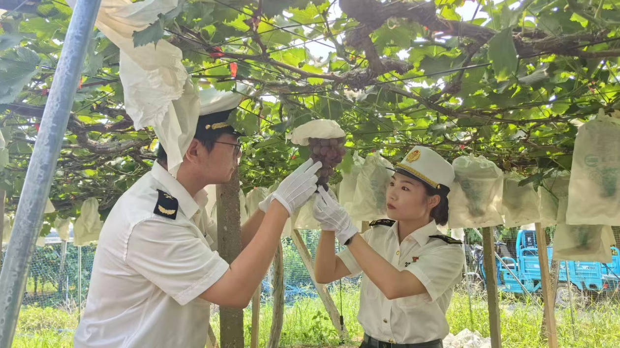 今年首批鎮江丁莊葡萄飄香海外
