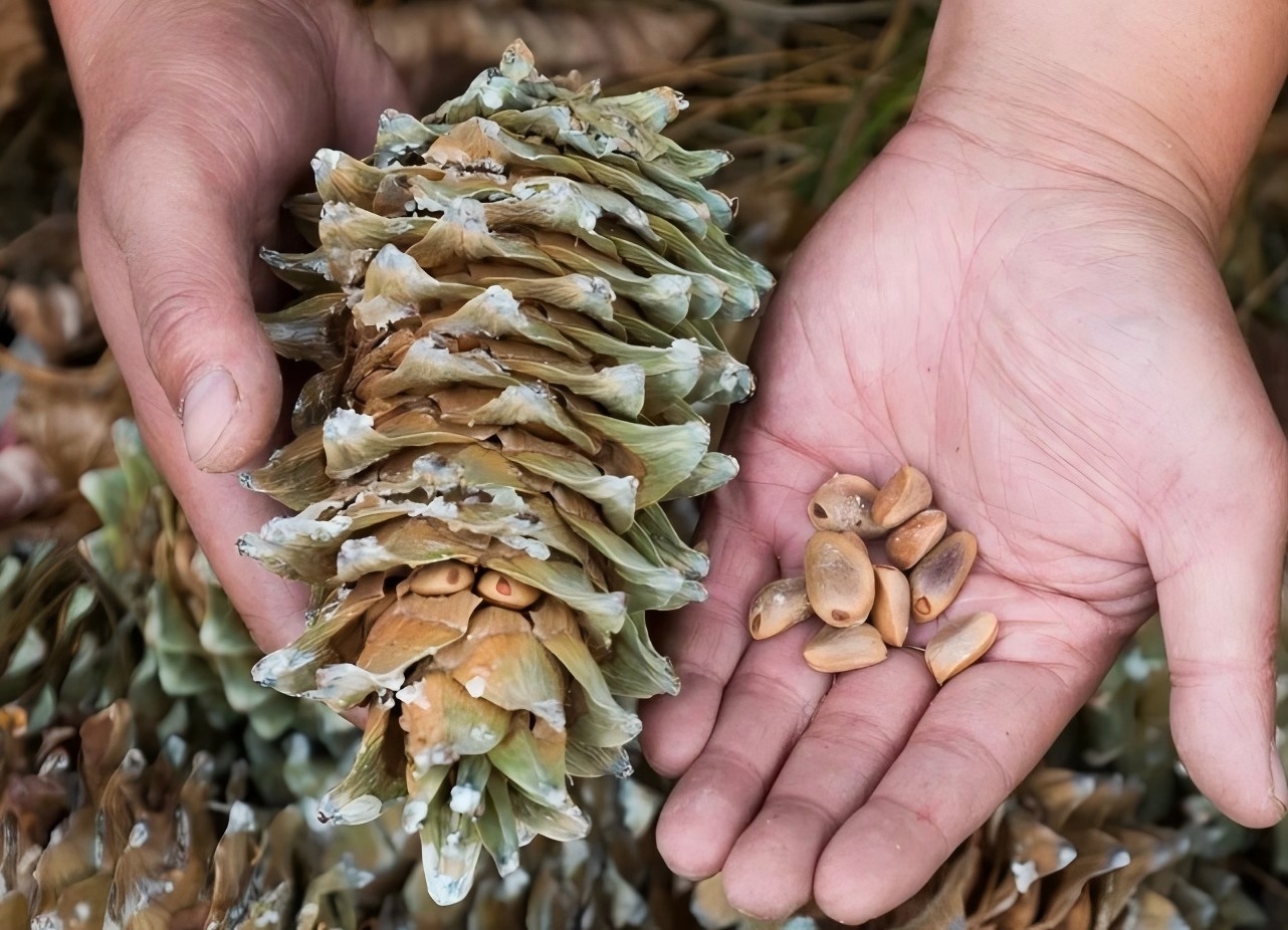 中國吉林梅河新區（國際）松子大會9月7日啟幕 全球「松子之都」邀世界共赴產業盛會