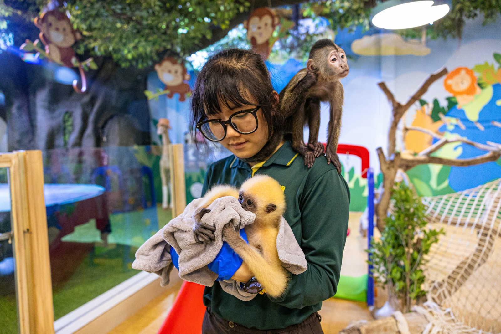 廣州長隆「小一新生」黑帶捲尾猴迎來「萌系開學禮」