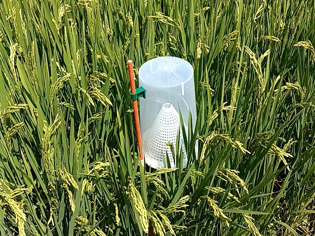 應對蟲害關鍵期 哈市香坊區向陽鎮全面布置新型誘捕器