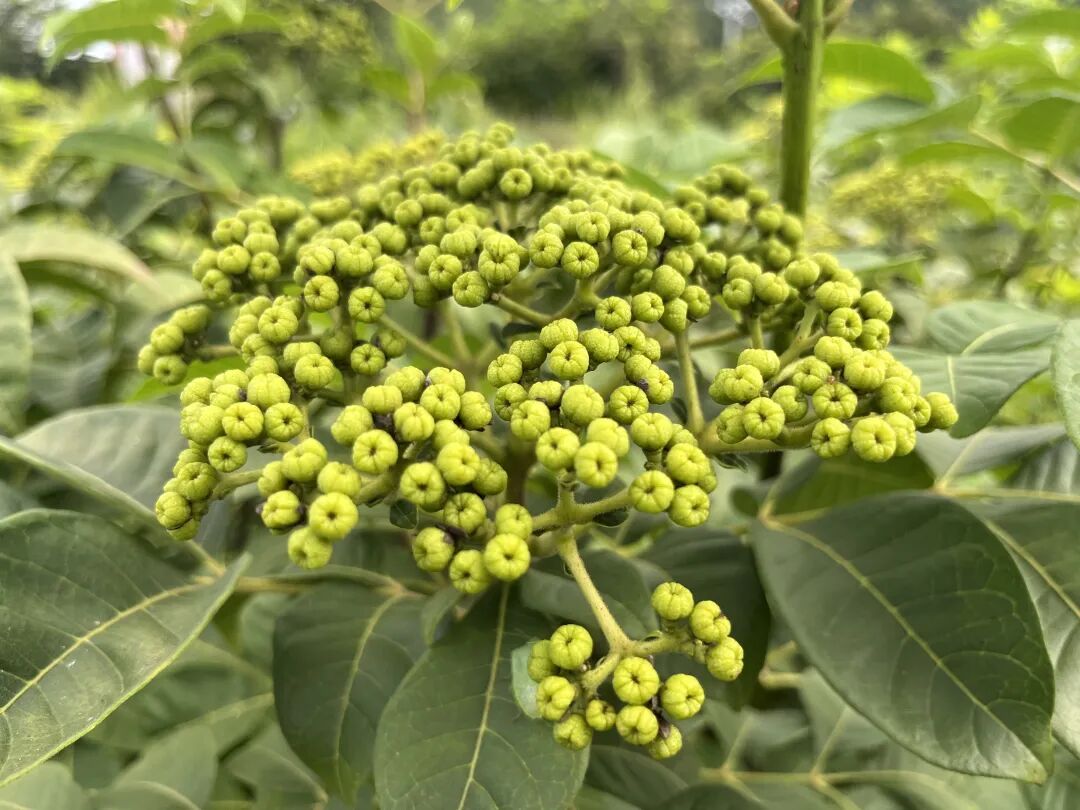 增收致富「金疙瘩」 四川鹽亭中藥材吳茱萸迎來豐收季