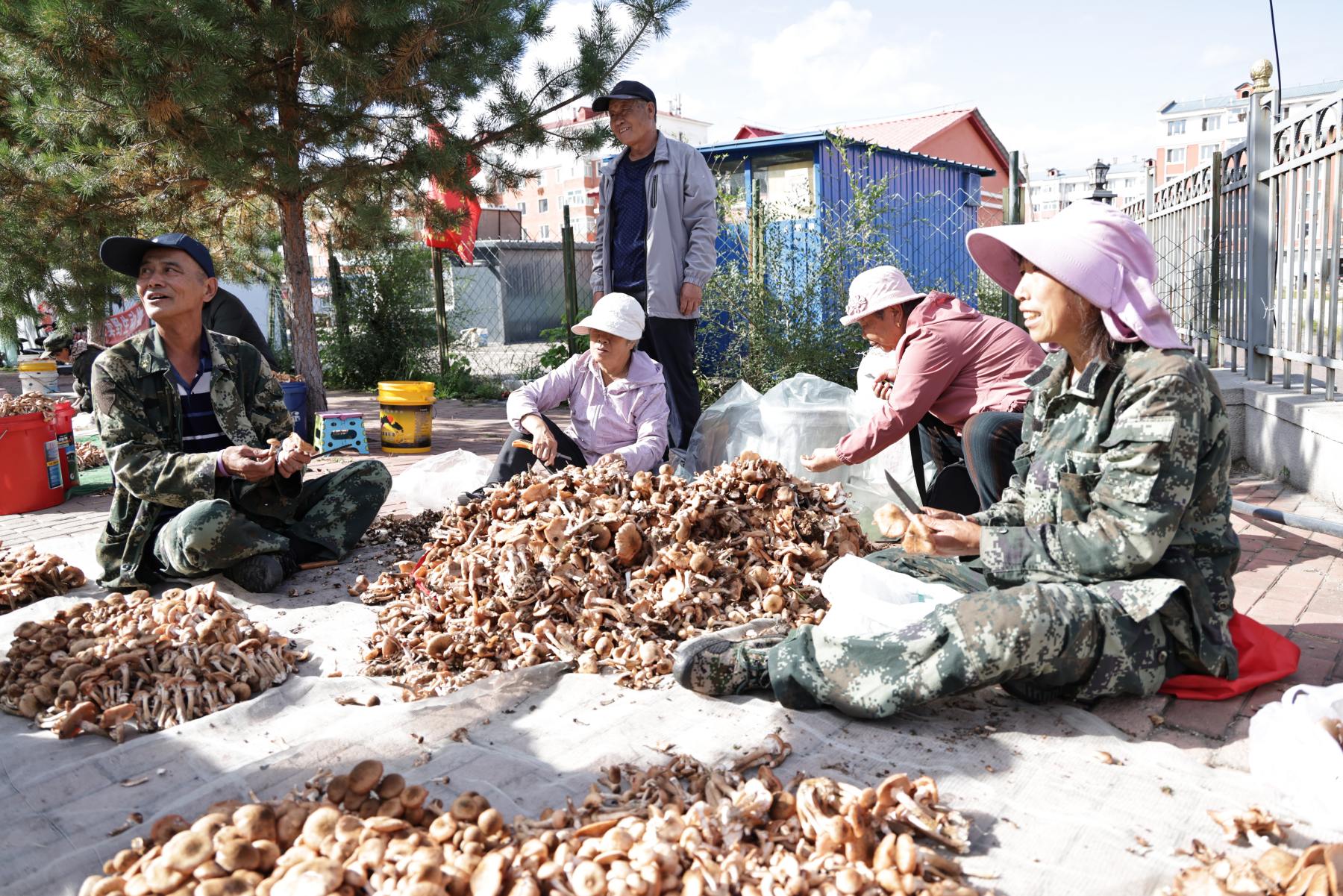 大興安嶺松嶺區「采山季」激活林下經濟 綠色採摘鋪就致富路