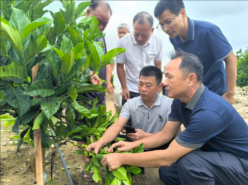 海口瓊山紅旗鎮探索林下套種新模式 激發鄉村振興人才新活力