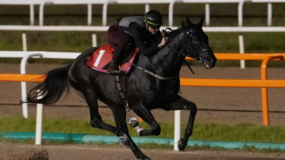 夥拍香港兩駒征戰韓國 周俊樂：禪勝輝煌有望獲勝