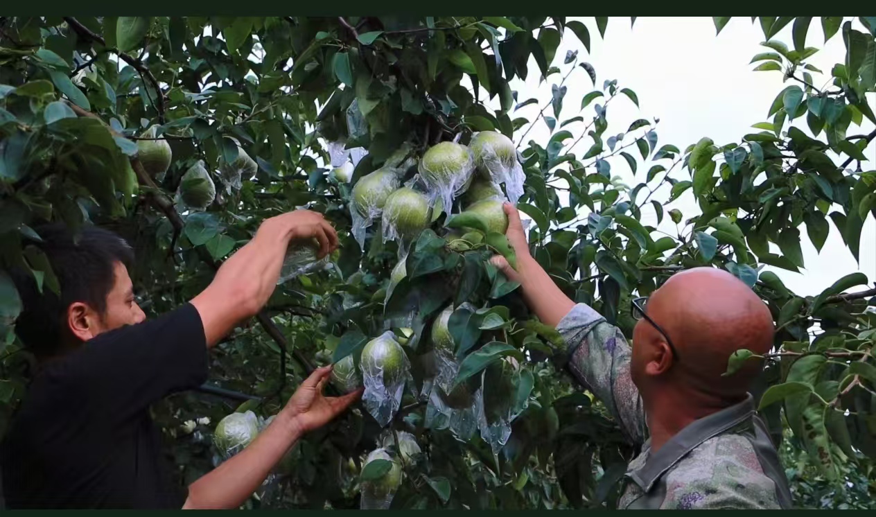 硯山稼依鎮1400畝僑園梨上市