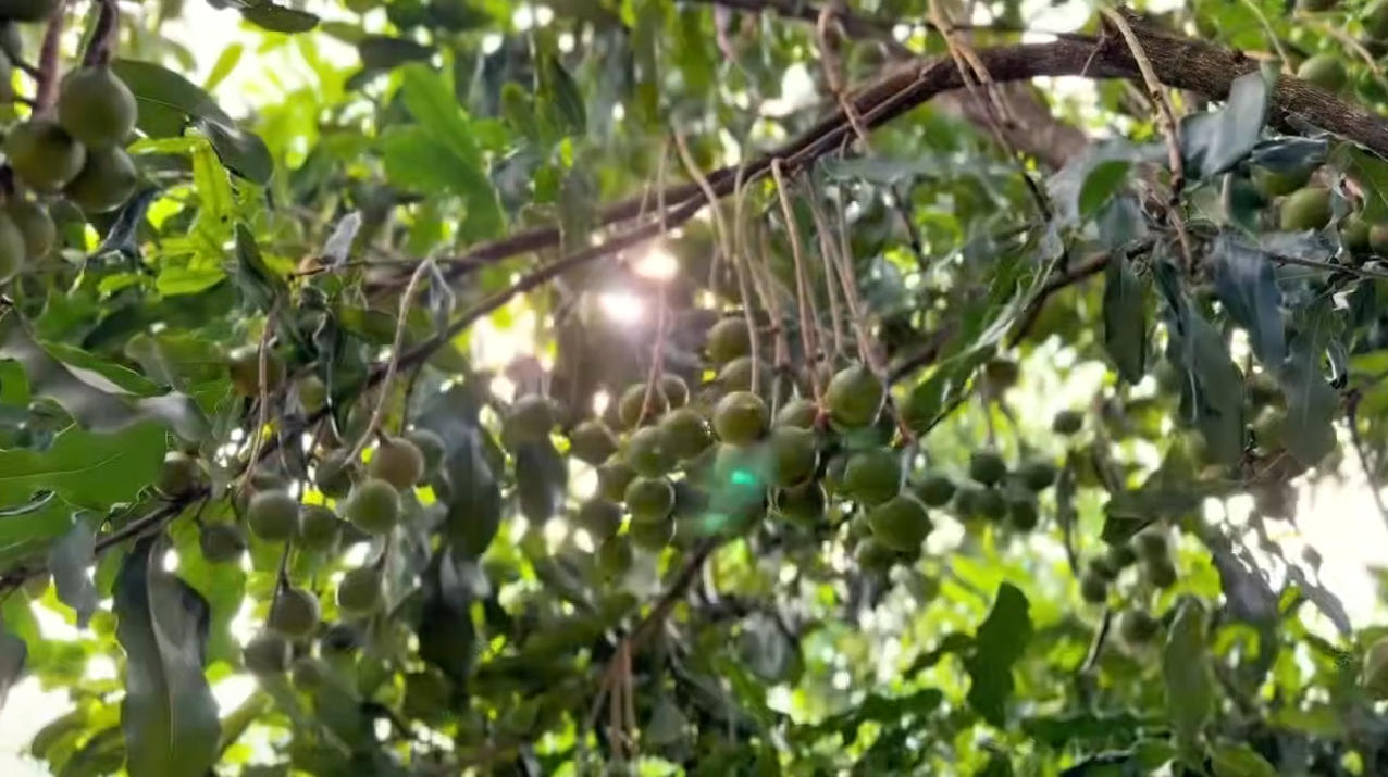 德宏州夏果即將成熟 迪思堅果收果準備中